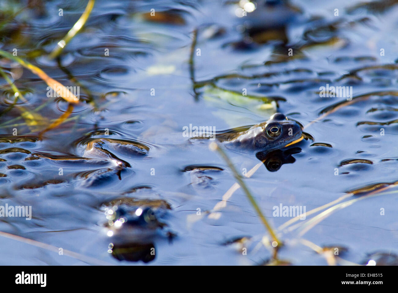 Common Frogs in breeding pool Stock Photo