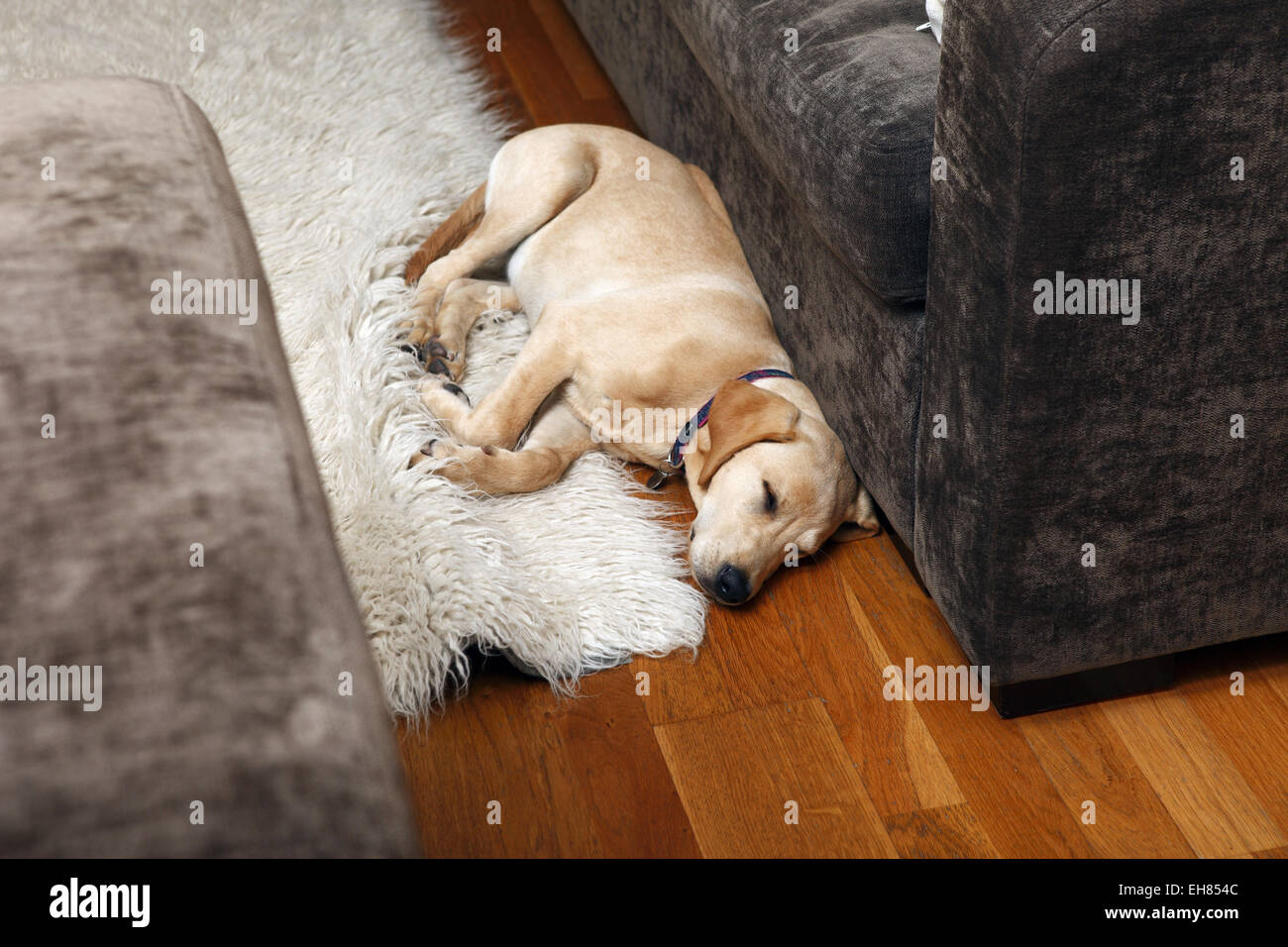 Yellow Labrador Retriever puppy aged 8 months sleeping in living room next to sofa Stock Photo