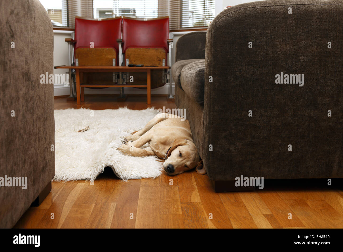 Yellow Labrador Retriever puppy aged 8 months sleeping in living room next to sofa Stock Photo