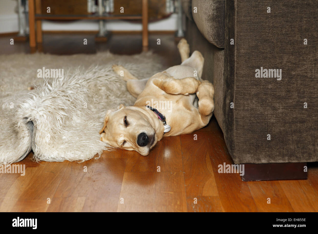 Yellow Labrador Retriever puppy aged 8 months sleeping in living room next to sofa Stock Photo