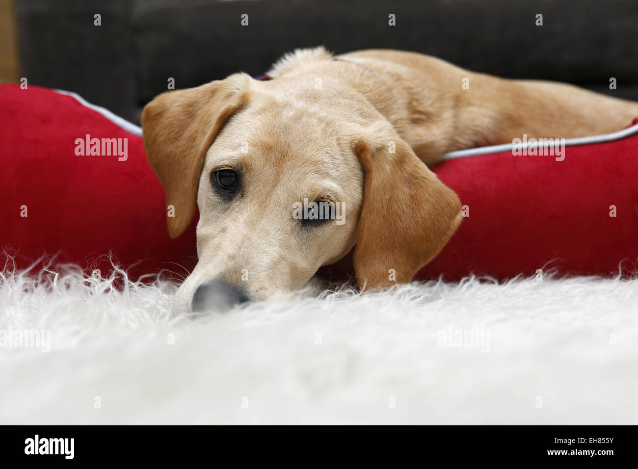 Yellow Labrador Retriever puppy aged 6 months old sleeping in new big bed that will grow into Stock Photo