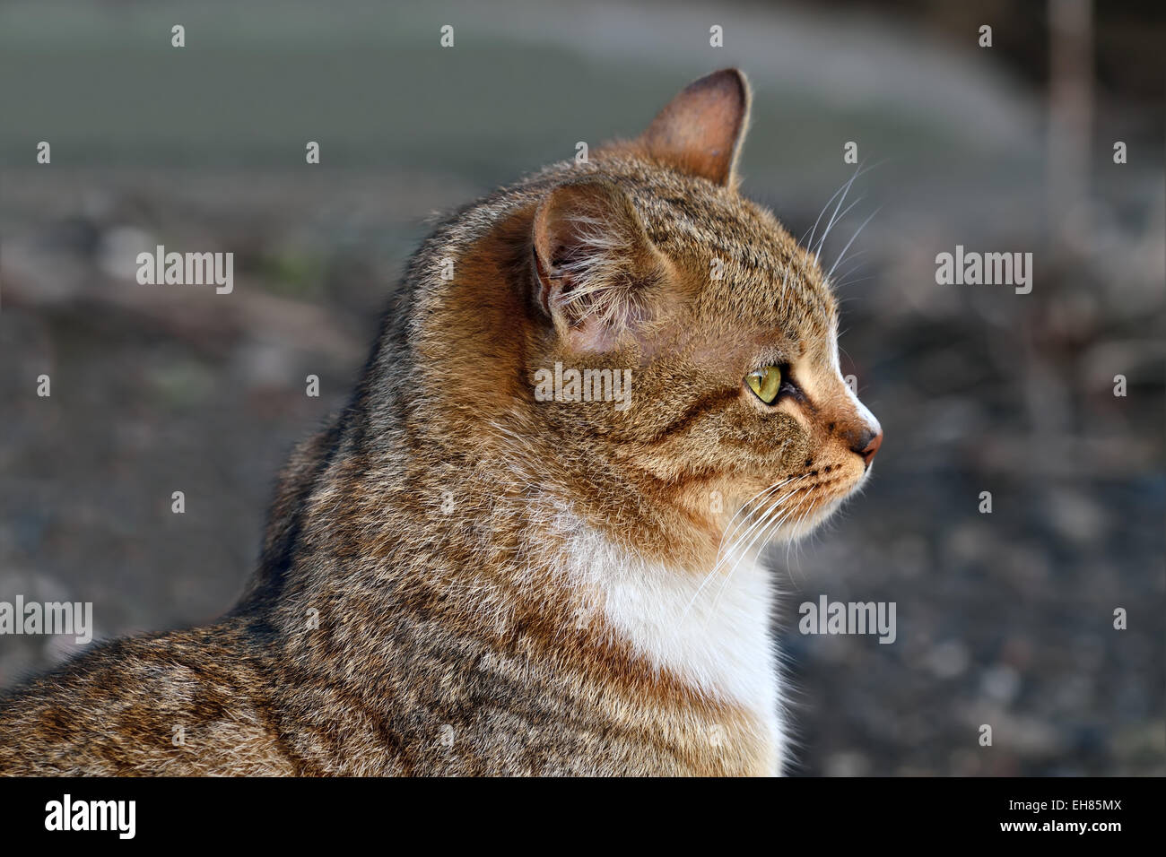 Wild cat is getting ready to jump Stock Photo