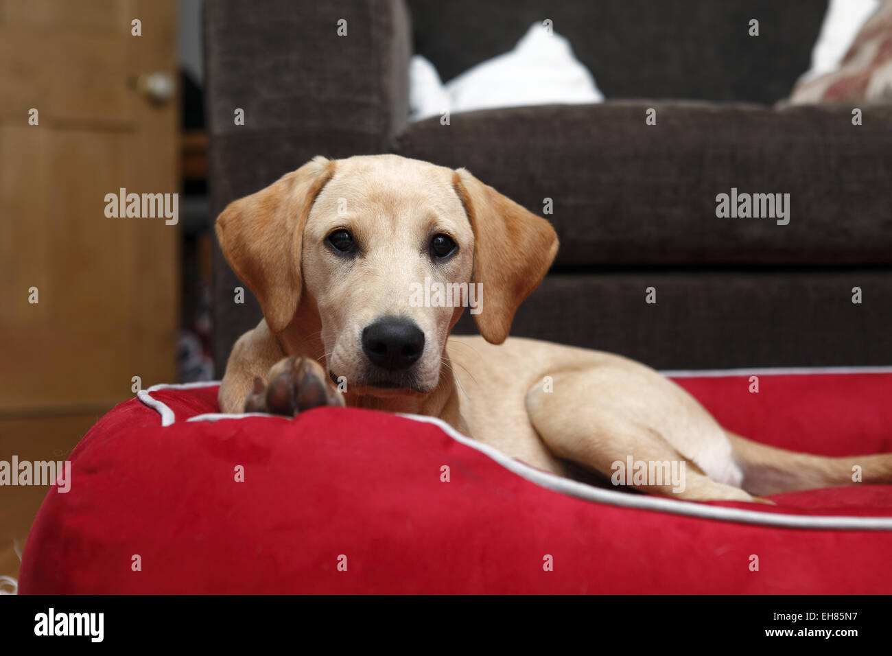 Yellow Labrador Retriever puppy aged 6 months old sleeping in new big bed that will grow into Stock Photo