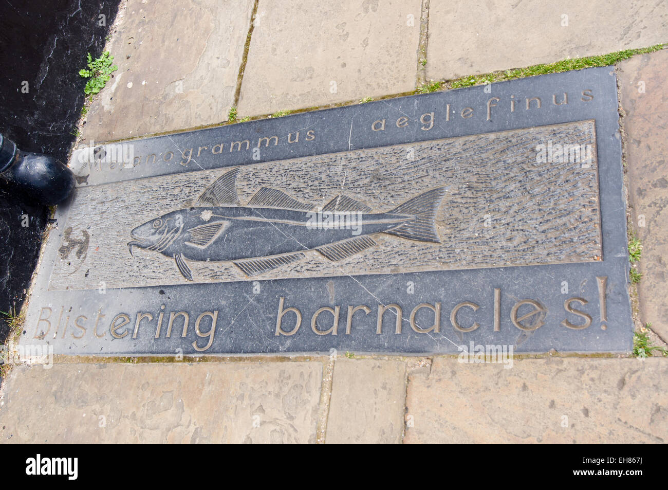 Slate paving slab with an engraving of a haddock, Seven Seas Fish Trail, Kingston upon Hull, East Riding, Yorkshire, England Stock Photo