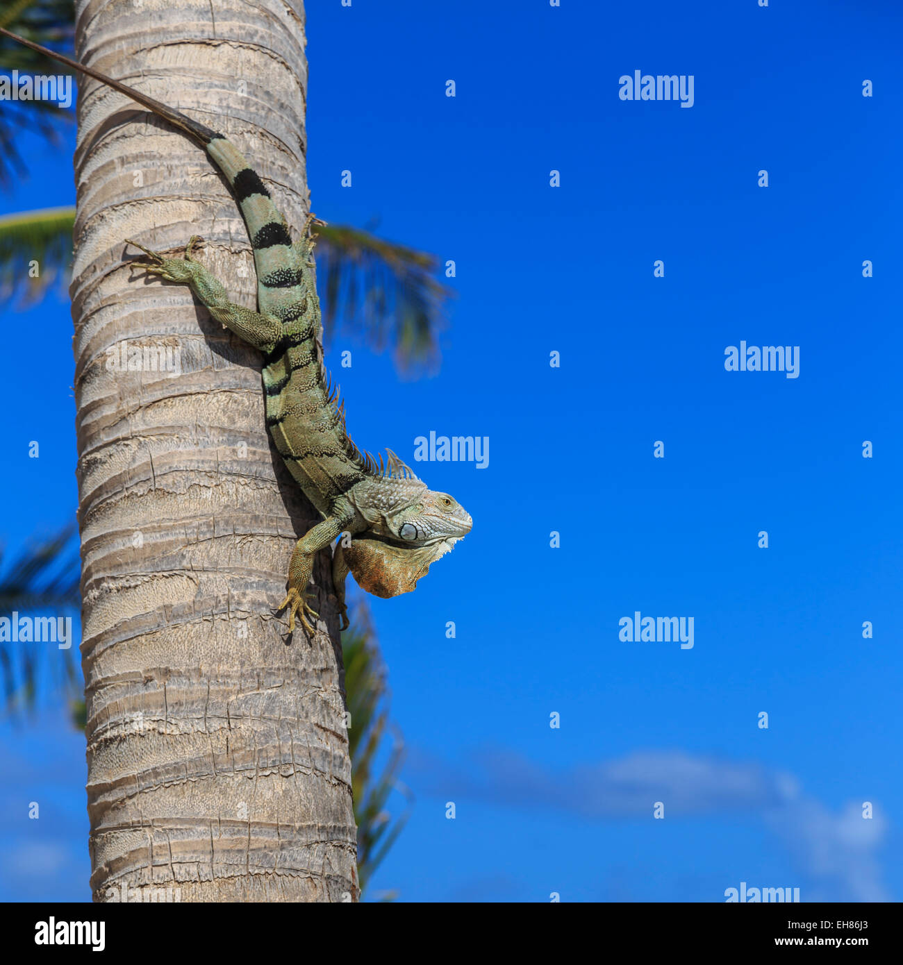Green iguana (iguana iguana) in profile with raised head against blue sky, Orient Beach, St. Martin (St. Maarten), West Indies Stock Photo