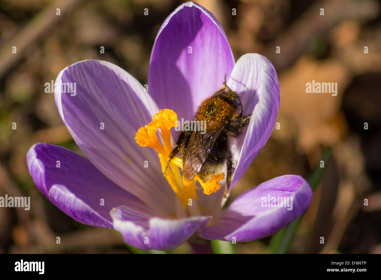 Pollinating Spring Bee Stock Photo - Alamy