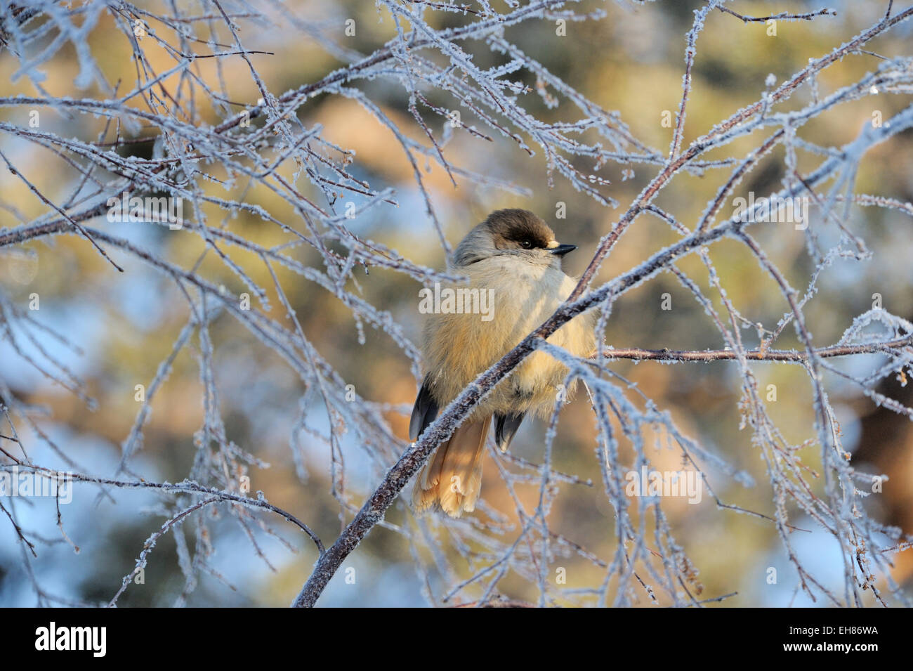 Siberian Jay (Perisoreus infaustus) perche on hoar frost covered branch, Finland. Stock Photo