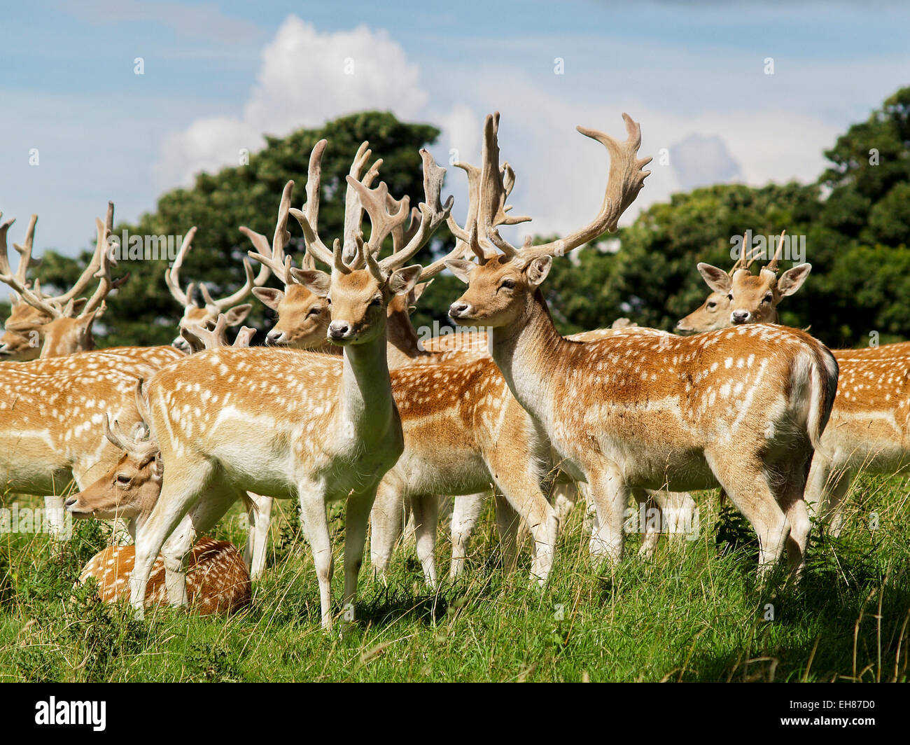 The annual fallow deer numbers count at National Trust Property, Dyrham Park, South