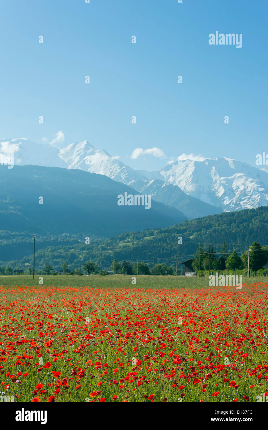 Europe, France, Haute Savoie, Rhone Alps, Poppie field and Mont Blanc 4810m Stock Photo