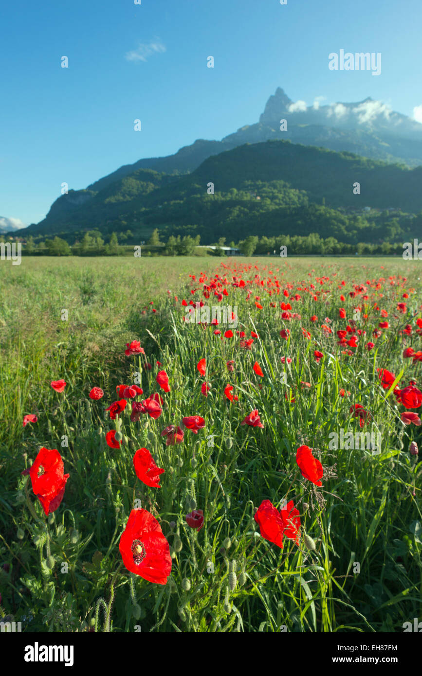 Europe, France, Haute Savoie, Rhone Alps, Poppie field and aiguille du Varan (2544m) Stock Photo