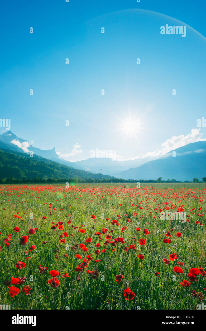 Europe, France, Haute Savoie, Rhone Alps, Poppy field Stock Photo