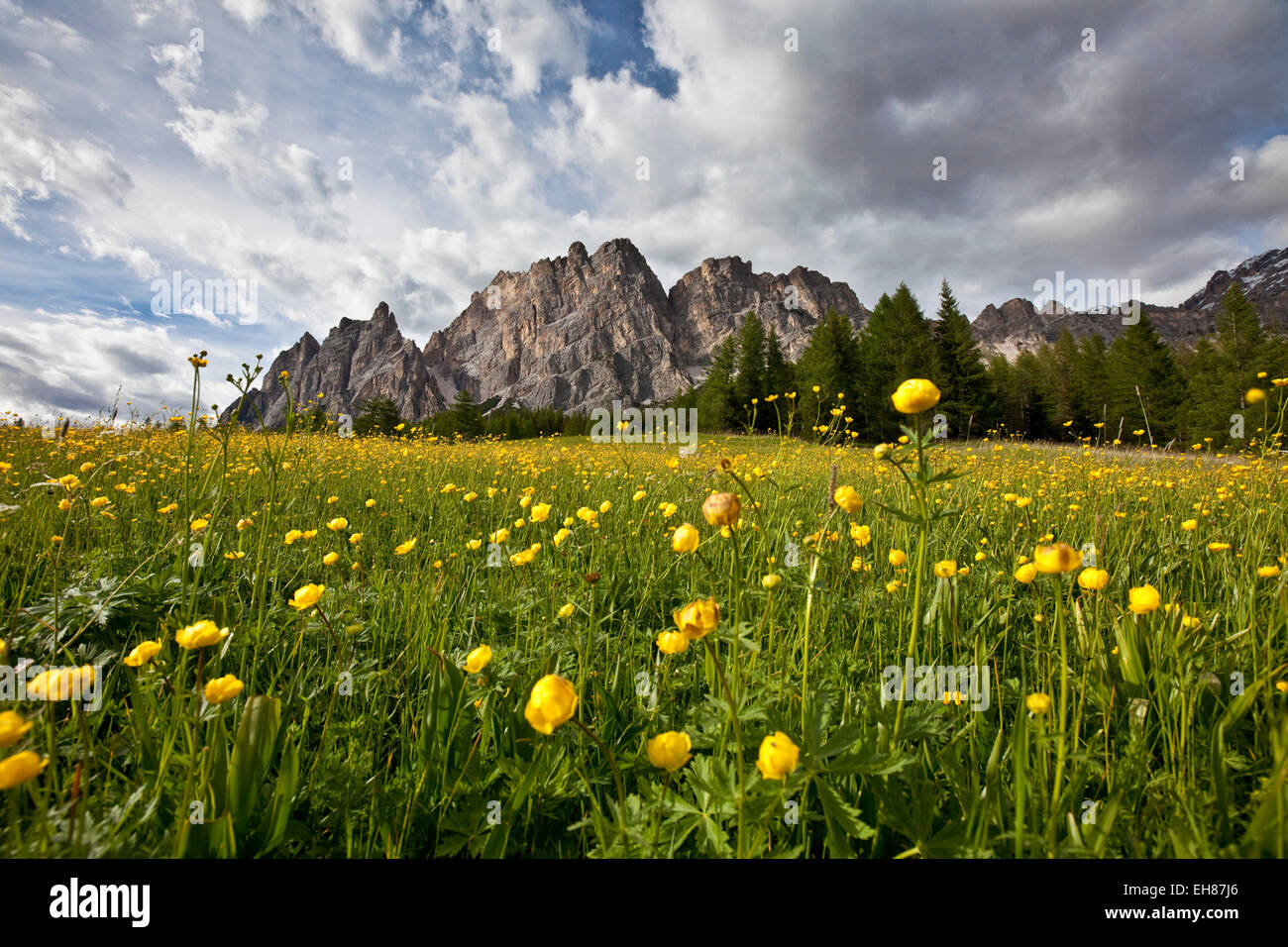 Globe-flowers (trollius europaeus) blooming at the foot of a massif in the Dolomites by Cortina D'Ampezzo, Veneto, Italy, Europe Stock Photo