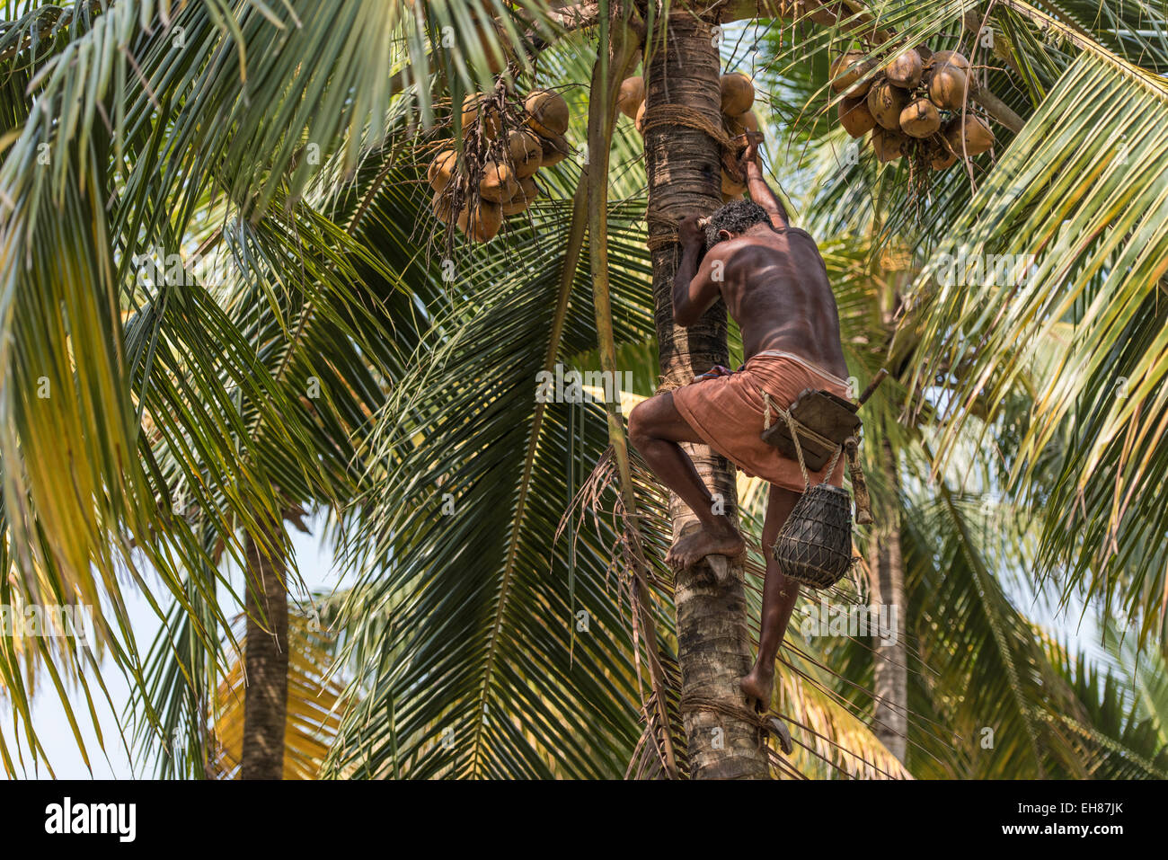 Toddy Tapper climbing a coconut palm, palm wine production, near Alappuzha, Kerala, India Stock Photo