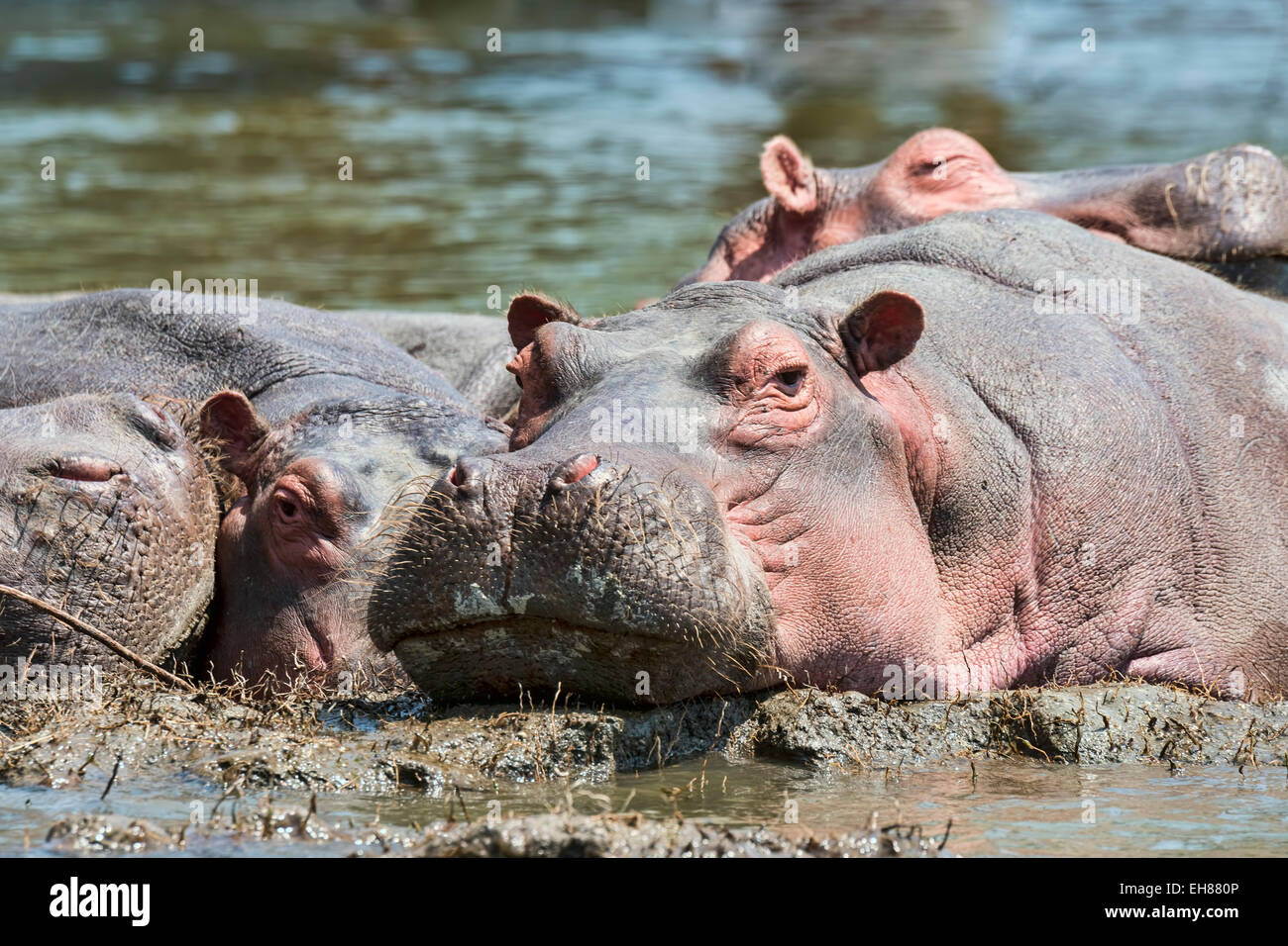 Hippos (Hippopotamus amphibius), Lake Naivasha, Kenya Stock Photo