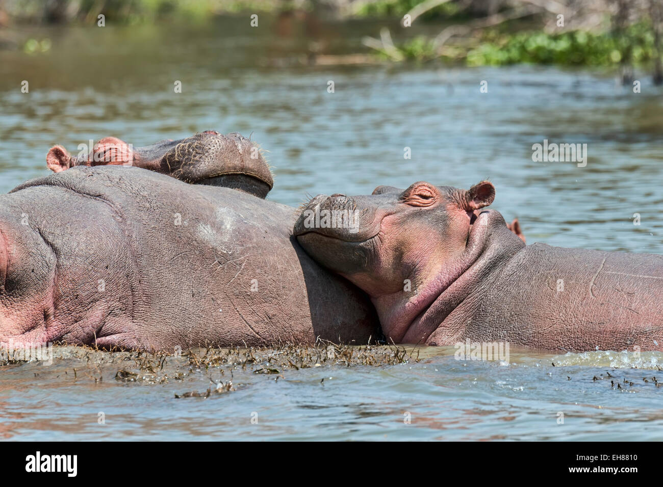 Hippos (Hippopotamus amphibius), Lake Naivasha, Kenya Stock Photo