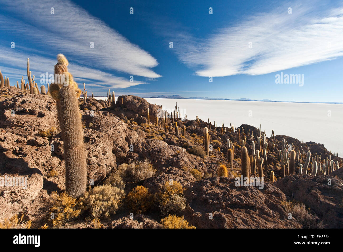 The Salar de Uyuni, a desert salt flat, seen from the Isla del Sol, covered in cactus and bushes, Sur Lipez Region, Bolivia Stock Photo
