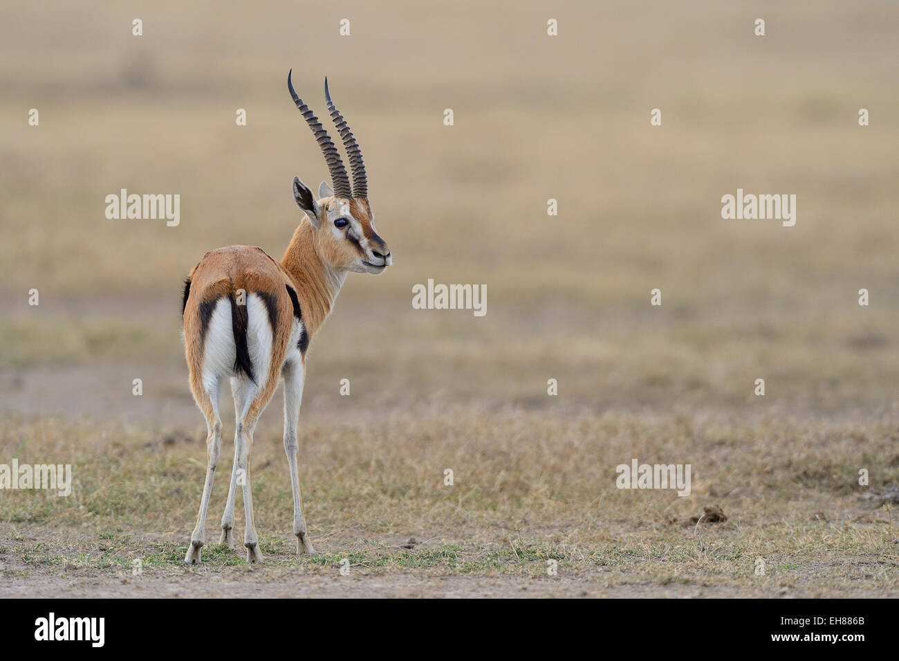 Thomson's gazelle (Eudorcas thomsoni), male, Samburu National Reserve, Kenya Stock Photo