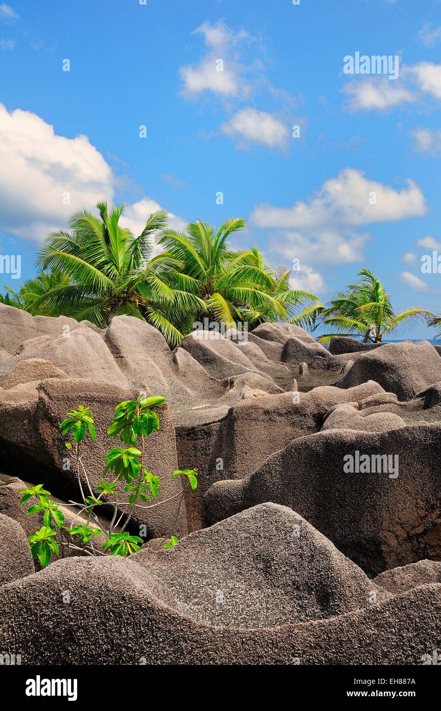 Palm trees growing between the granites rocks, La Digue Island, La Digue and Inner Islands, Seychelles Stock Photo