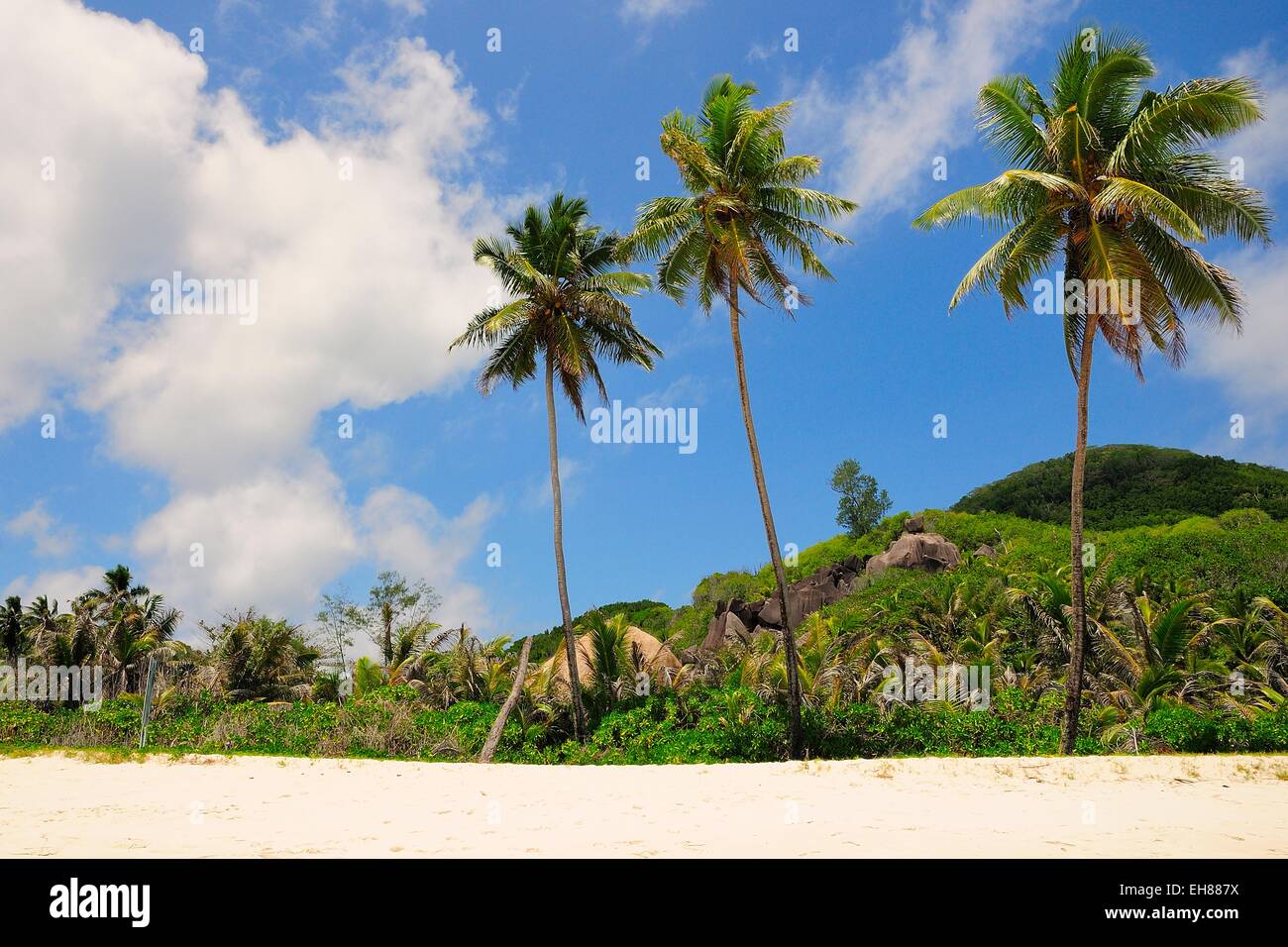 Three palm trees on Grand'Anse beach, La Digue Island, La Digue and Inner Islands, Seychelles Stock Photo