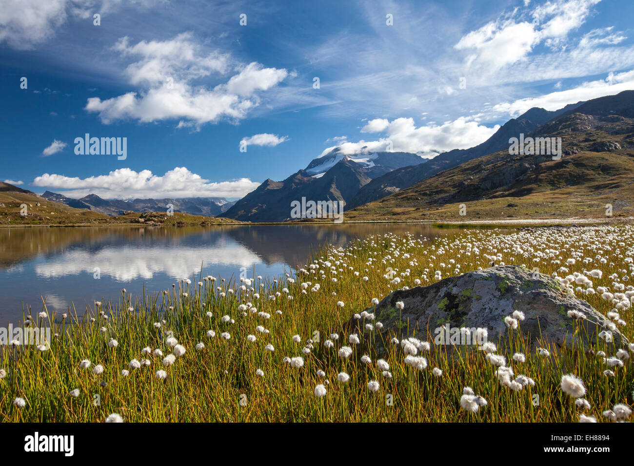 The banks of a lake in Upper Valtellina, by the Gavia Pass, covered in cottongrass (eriophorus), Valtellina, Lombardy, Italy Stock Photo