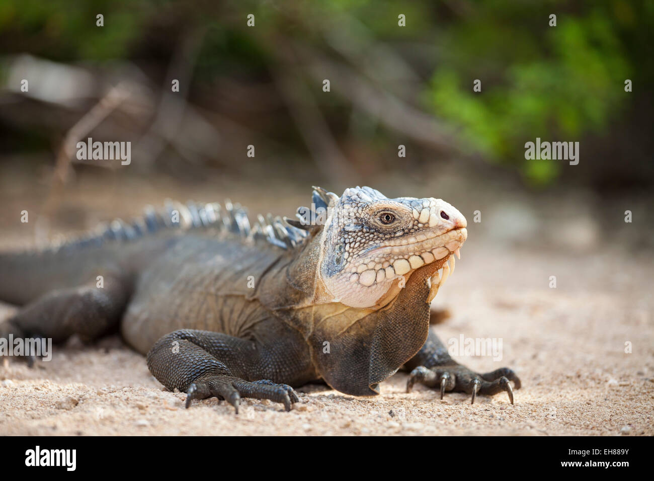 West Indian Iguana (Iguana delicatissima), Petite Terre, Guadeloupe Stock Photo