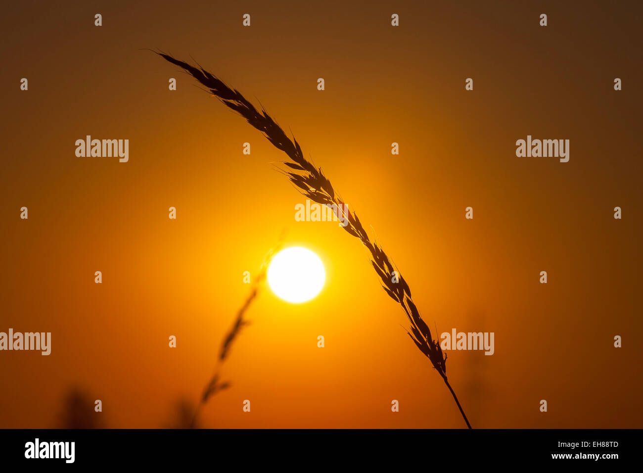 Silhouette of a blade of grass with seeds at sunrise, Saxony, Germany Stock Photo