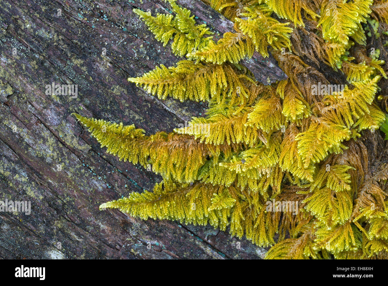 Curled hook-moss (Cratoneuron commutatum), Lech valley, Tyrol, Austria Stock Photo