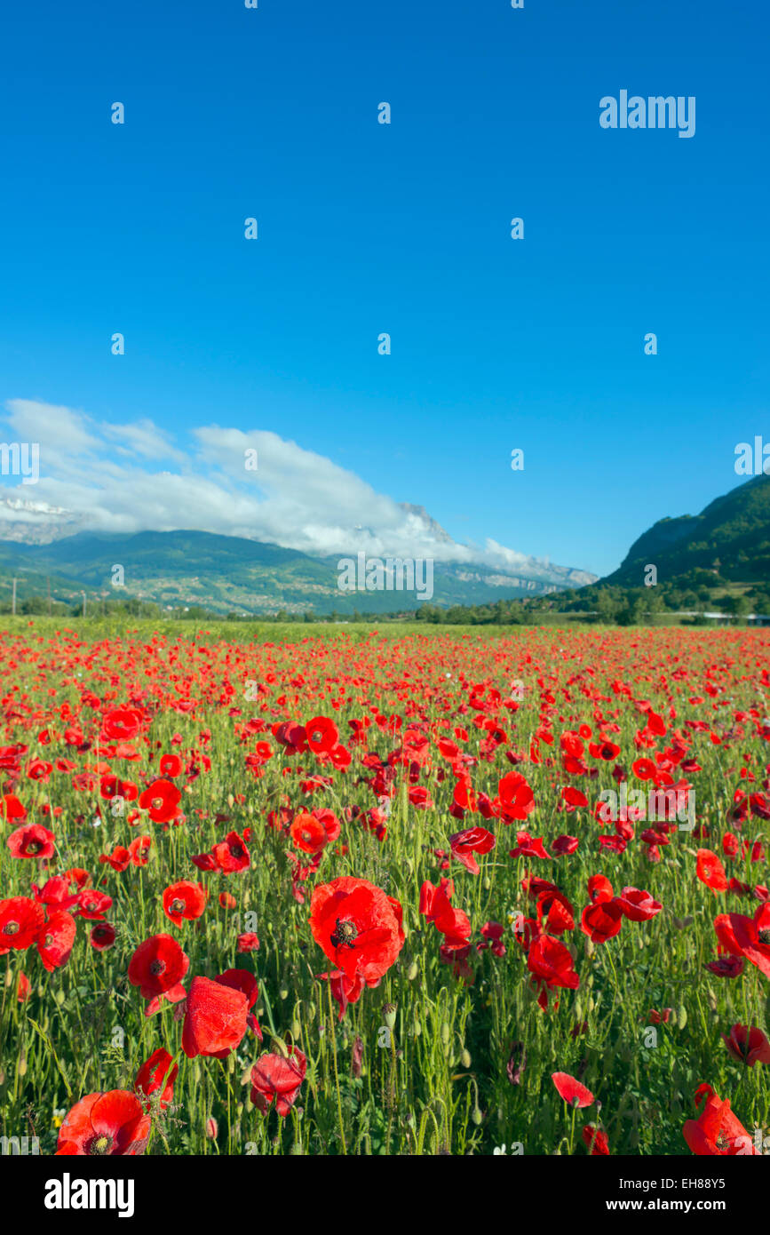 Alpine poppies hi-res stock photography and images - Alamy
