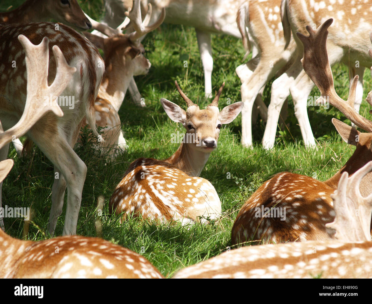 The annual fallow deer numbers count at National Trust Property, Dyrham Park, South
