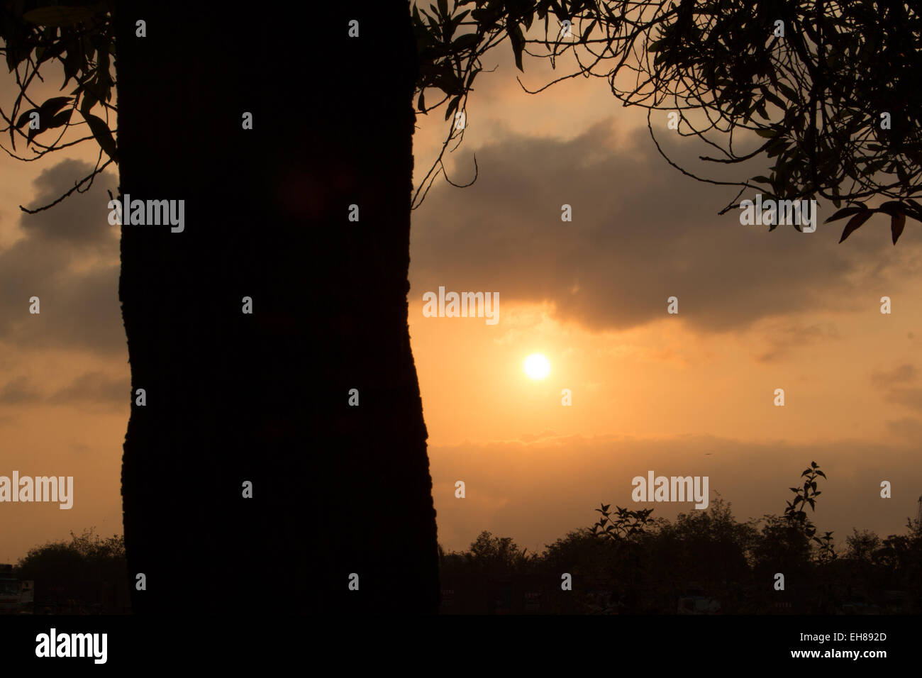sun rises over a silhouette of trees Stock Photo - Alamy