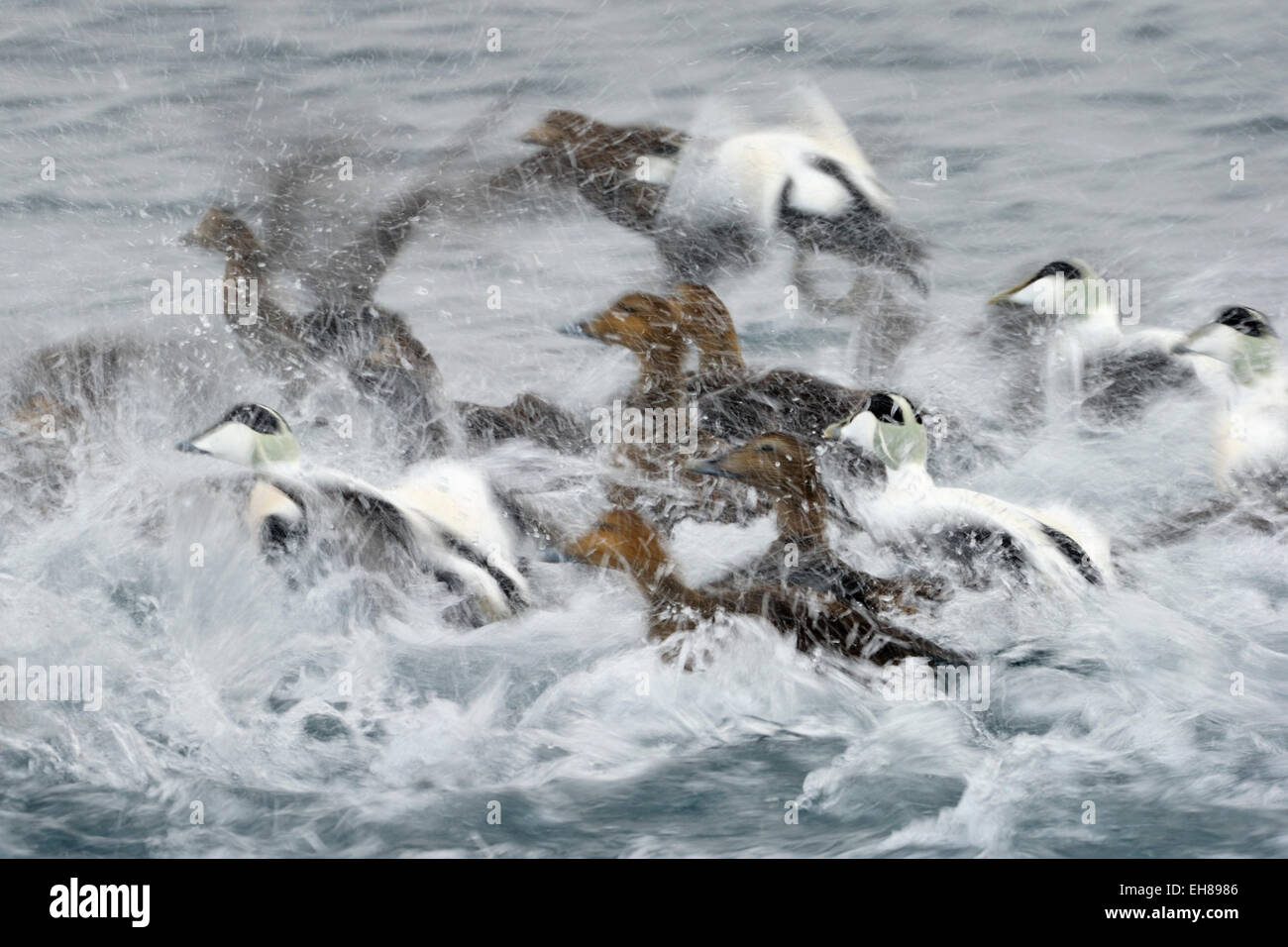 Group of Common Eider (Somateria mollissima) taking off from water, with slow shutter speed and motion blur,  Vadsö, Norway. Stock Photo