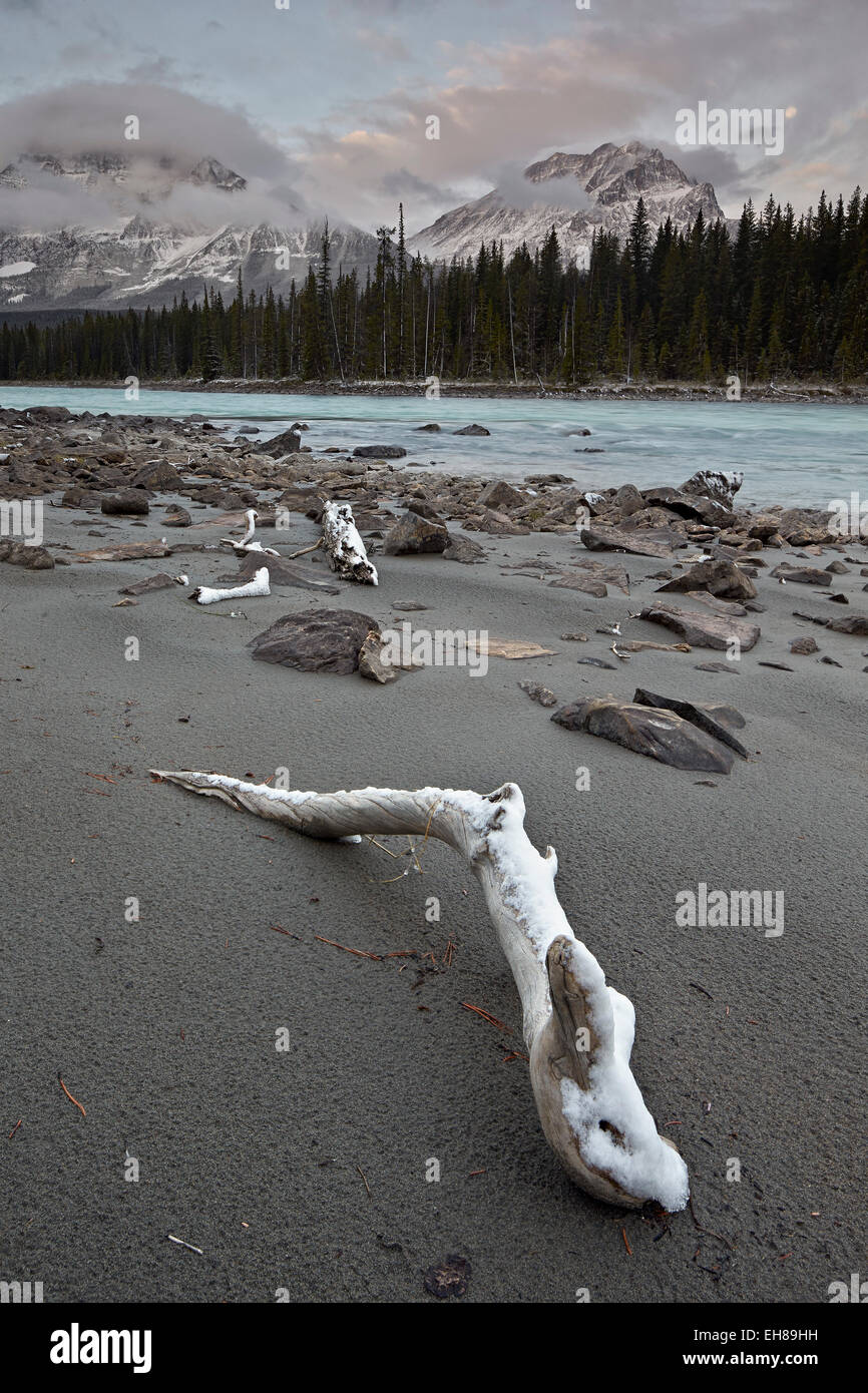 Snow-covered driftwood along the Athabasca River, Jasper National Park, UNESCO, Alberta, Canada, North America Stock Photo