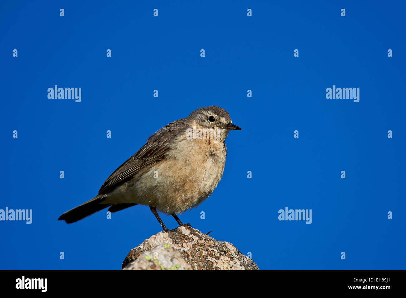 American pipit (Anthus rubescens), San Juan National Forest, Colorado, United States of America, North America Stock Photo
