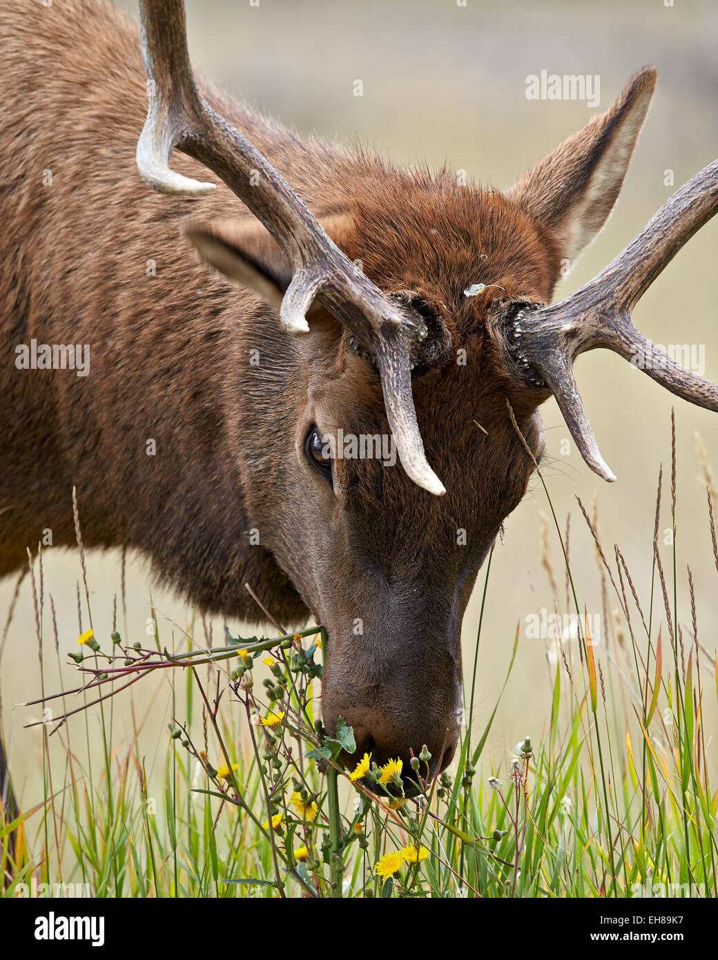 Bull elk (Cervus canadensis) eating yellow wildflowers, Jasper National ...