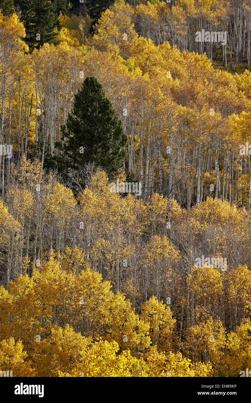 Yellow aspens and an evergreen in the fall, San Juan National Forest, Colorado, United States of America, North America Stock Photo