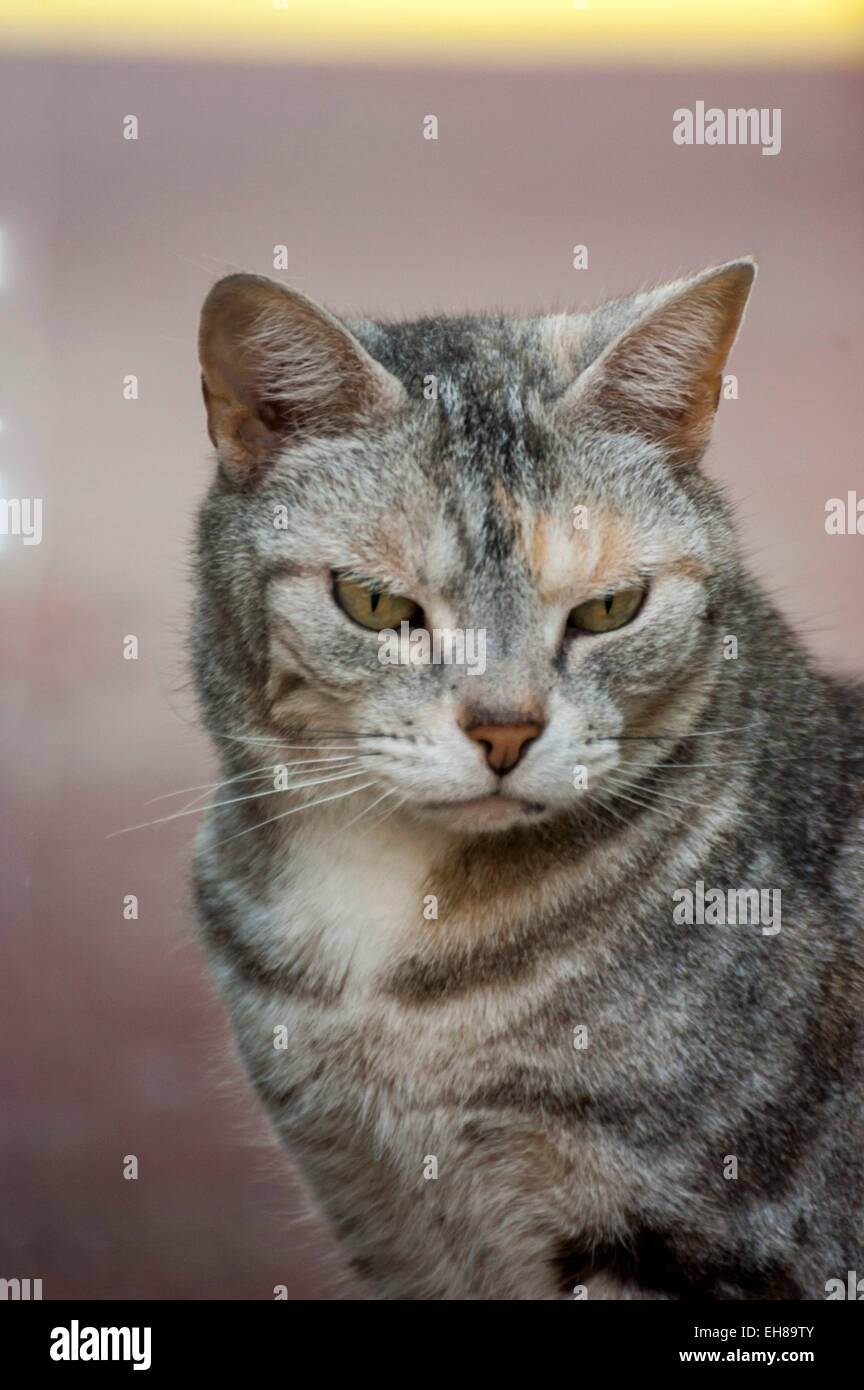 American Shorthair Cat outside staring through a window into a house. Stock Photo