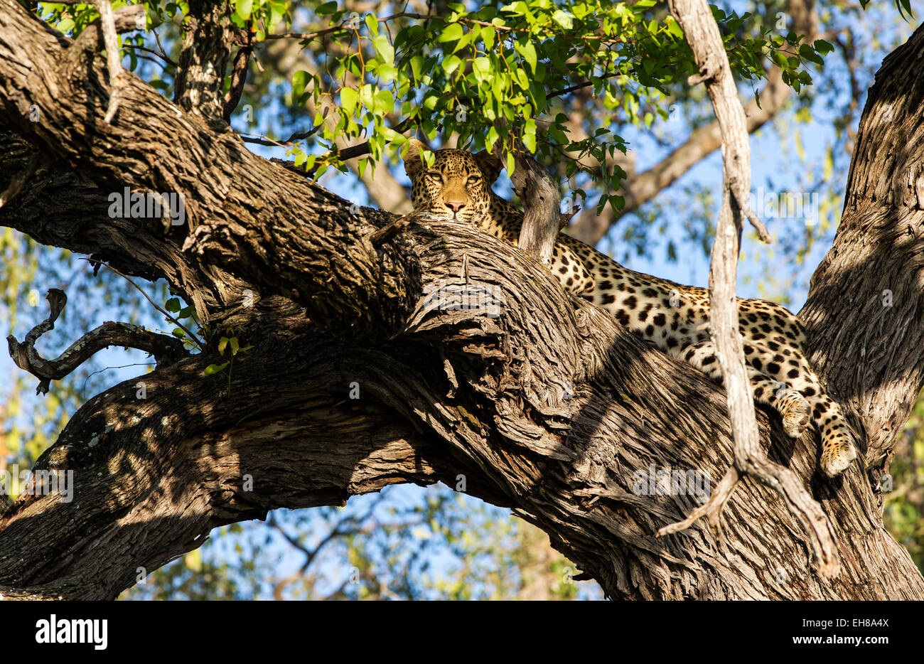 A leopard lying in a tree in Okavango delta Botswana Stock Photo - Alamy