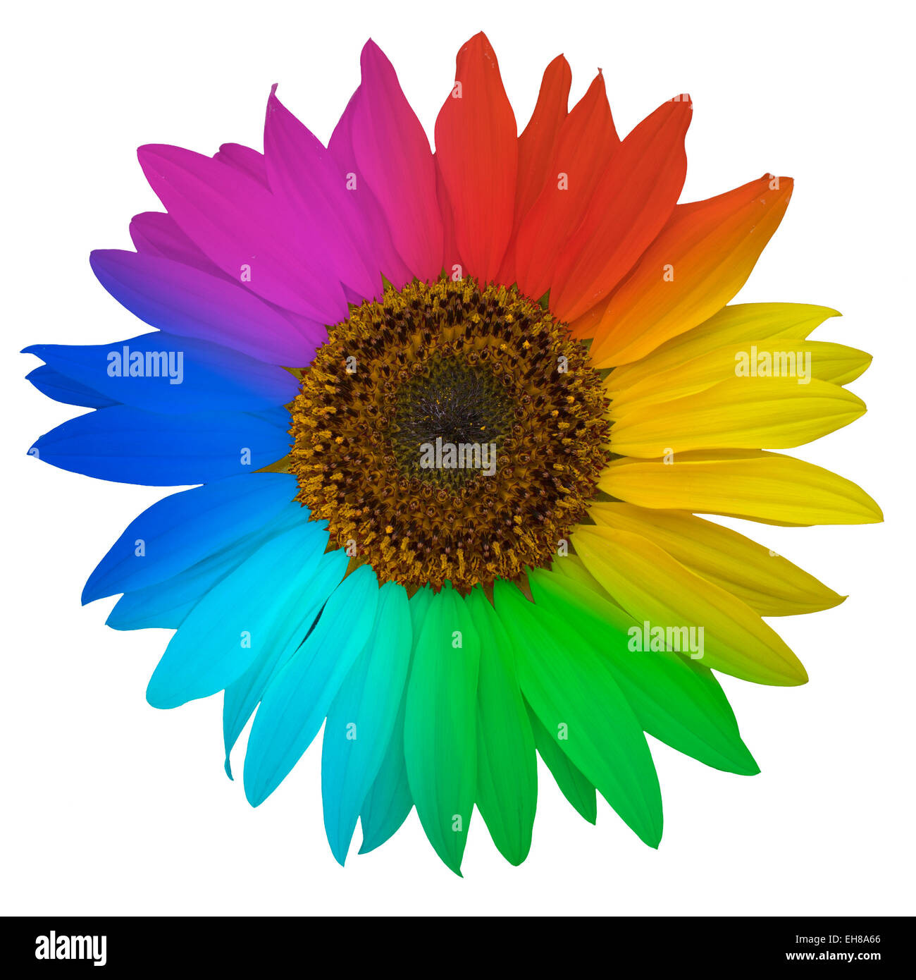 Open blossom of sunflower, colored rainbow Stock Photo Alamy
