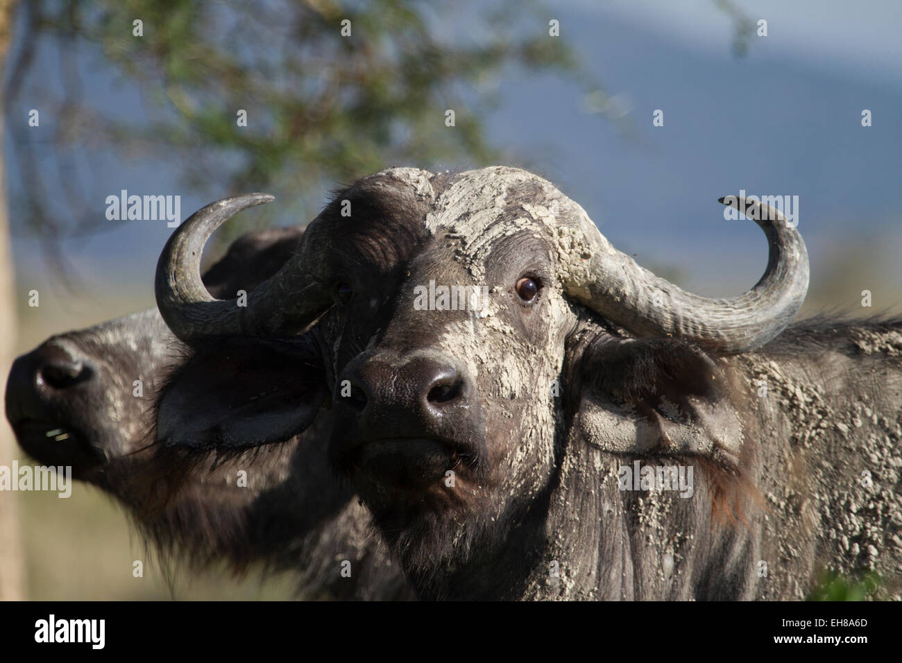 African buffalo or Cape buffalo (Syncerus caffer Stock Photo - Alamy
