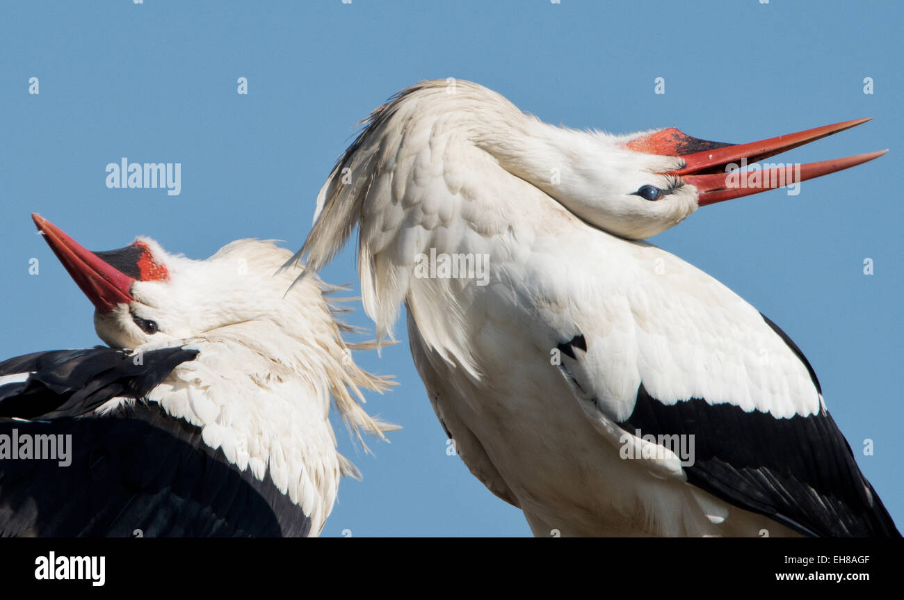 Two storks perform a courtship display in front of a blue sky in Biebesheim am Rhein, Germany, 09 March 2015. A nesting colony of the migratory birds has been present for two years here. The birds return every year for rearing their young. PHOTO: BORIS ROESSLER/dpa Stock Photo