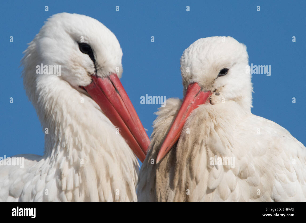Two storks sit in their nest in front of a blue sky in Biebesheim am Rhein, Germany, 09 March 2015. A nesting colony of the migratory birds has been present for two years here. The birds return every year for rearing their young. PHOTO: BORIS ROESSLER/dpa Stock Photo