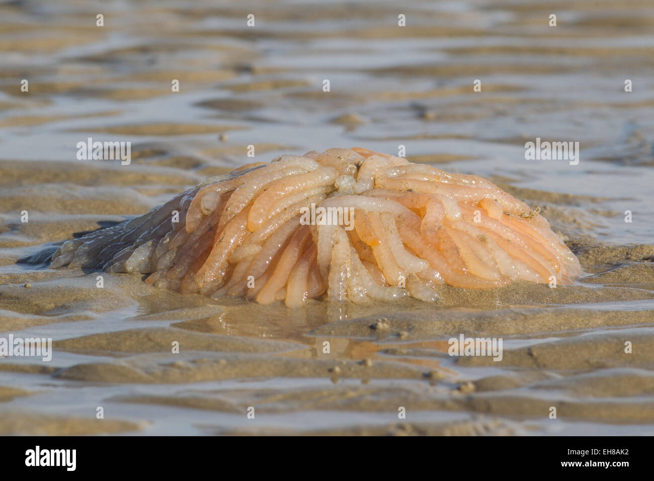 Eggs from the European or Common Squid (Loligo vulgaris) washed up on Dungeness beach, Kent UK, after a storm. Stock Photo