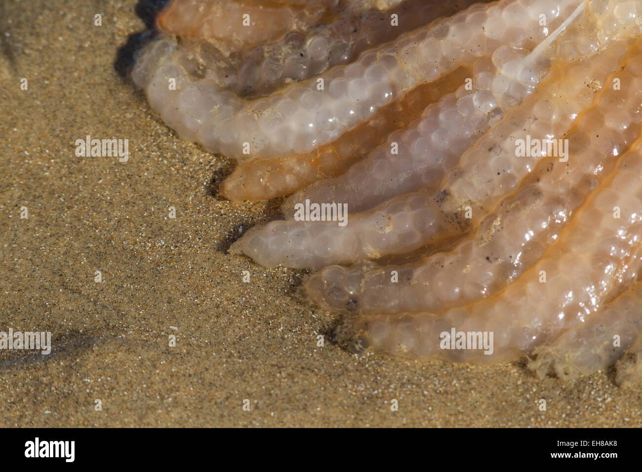 Eggs from the European or Common Squid (Loligo vulgaris) washed up on