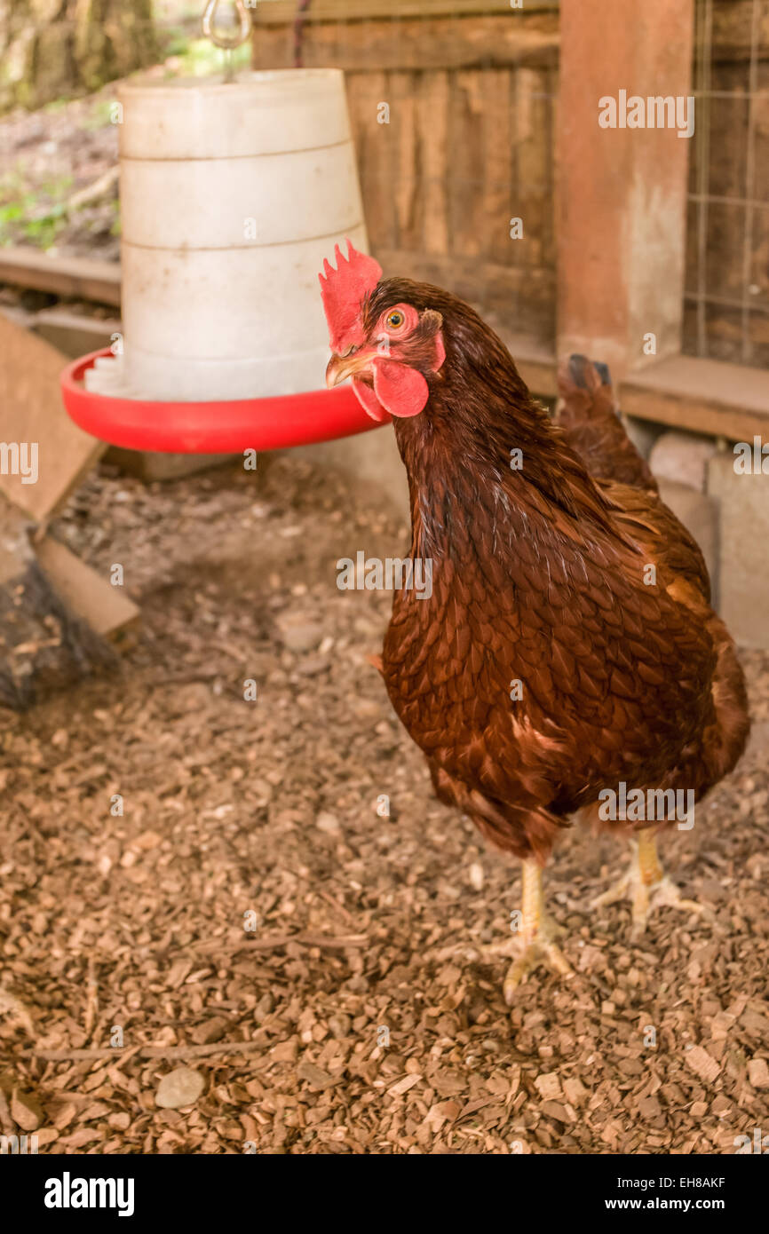 Rhode Island Red hen in handmade chicken coop with poultry feeder, in Issaquah, Washington, USA Stock Photo