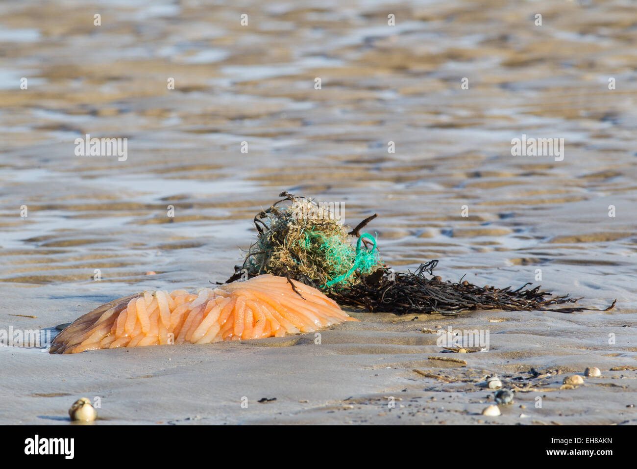 Eggs from the European or Common Squid (Loligo vulgaris) washed up on Dungeness beach, Kent UK, after a storm. Stock Photo