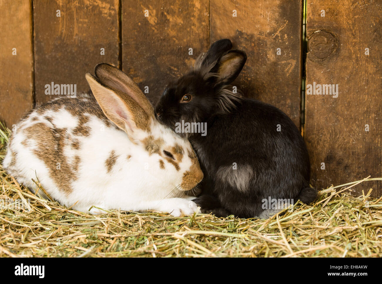 Sleepy bunny rabbit hi-res stock photography and images - Alamy
