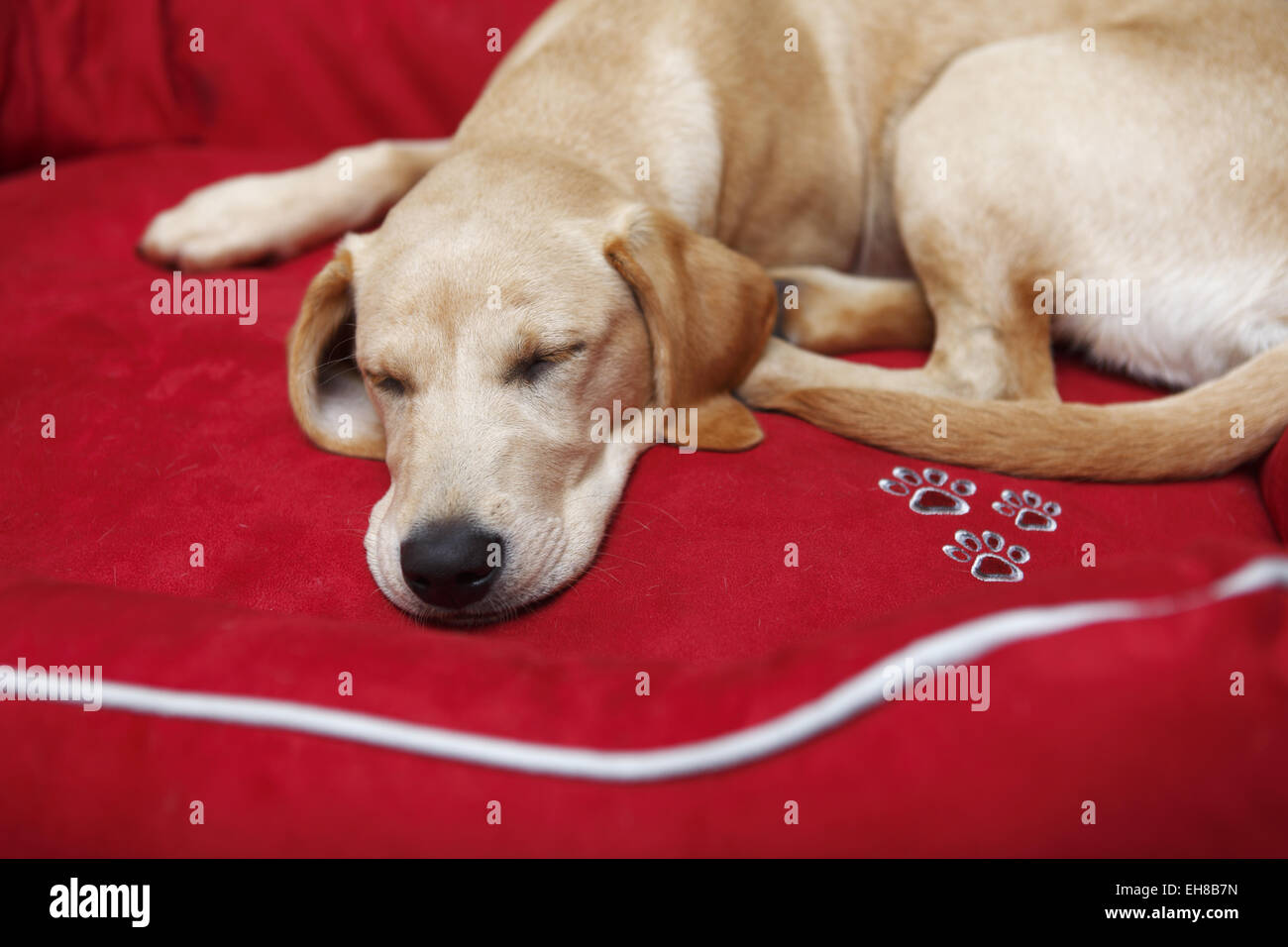 Yellow Labrador Retriever puppy aged 6 months old sleeping in new big bed that will grow into Stock Photo - Alamy Yellow Labrador Retriever puppy aged 6 months old sleeping in new big bed that will grow into Stock Photo - Alamy
