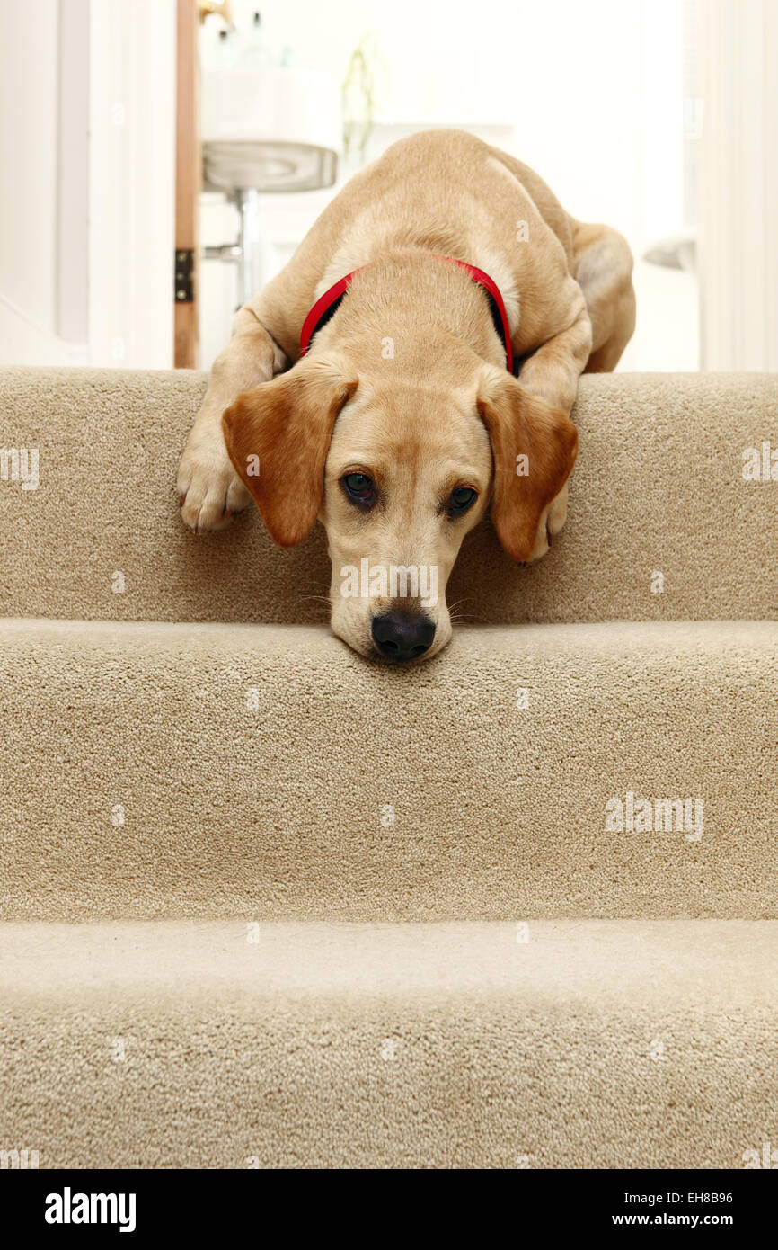 Labrador puppy stairs sales