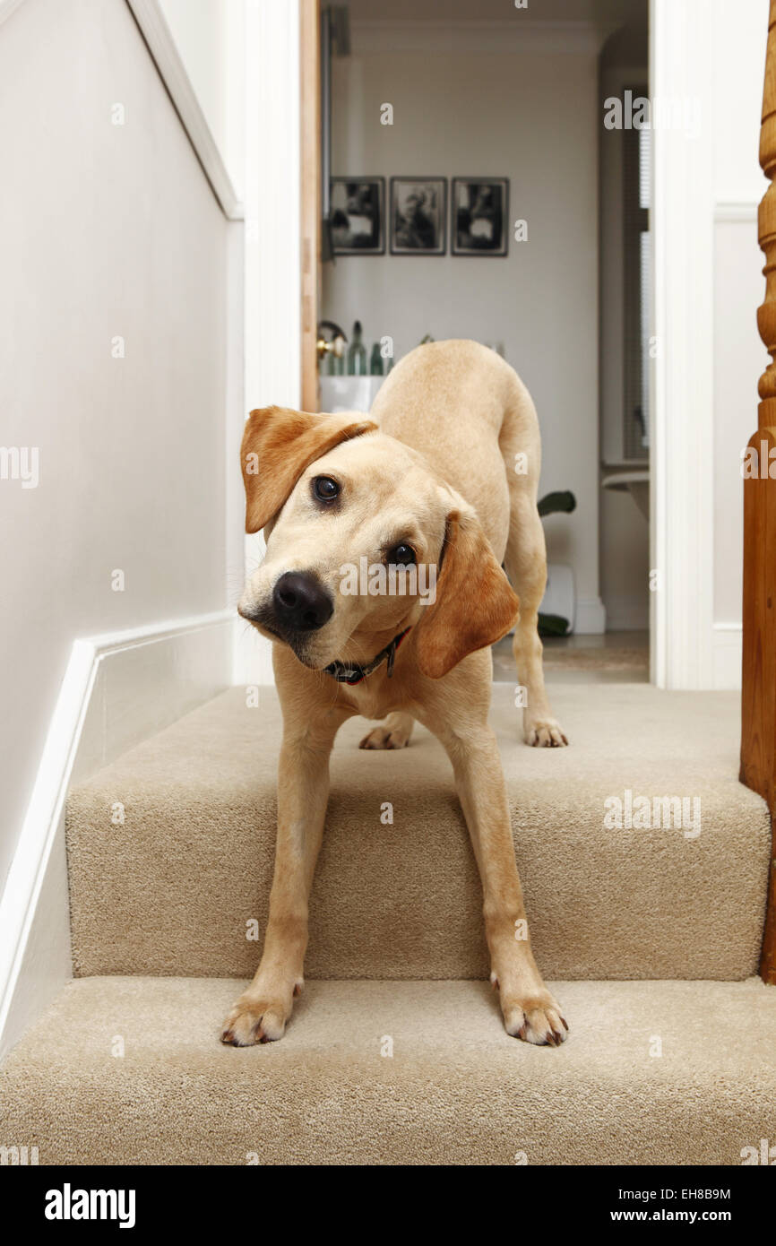 Yellow Labrador Retriever puppy aged 8 months sat at top of stairs Stock Photo