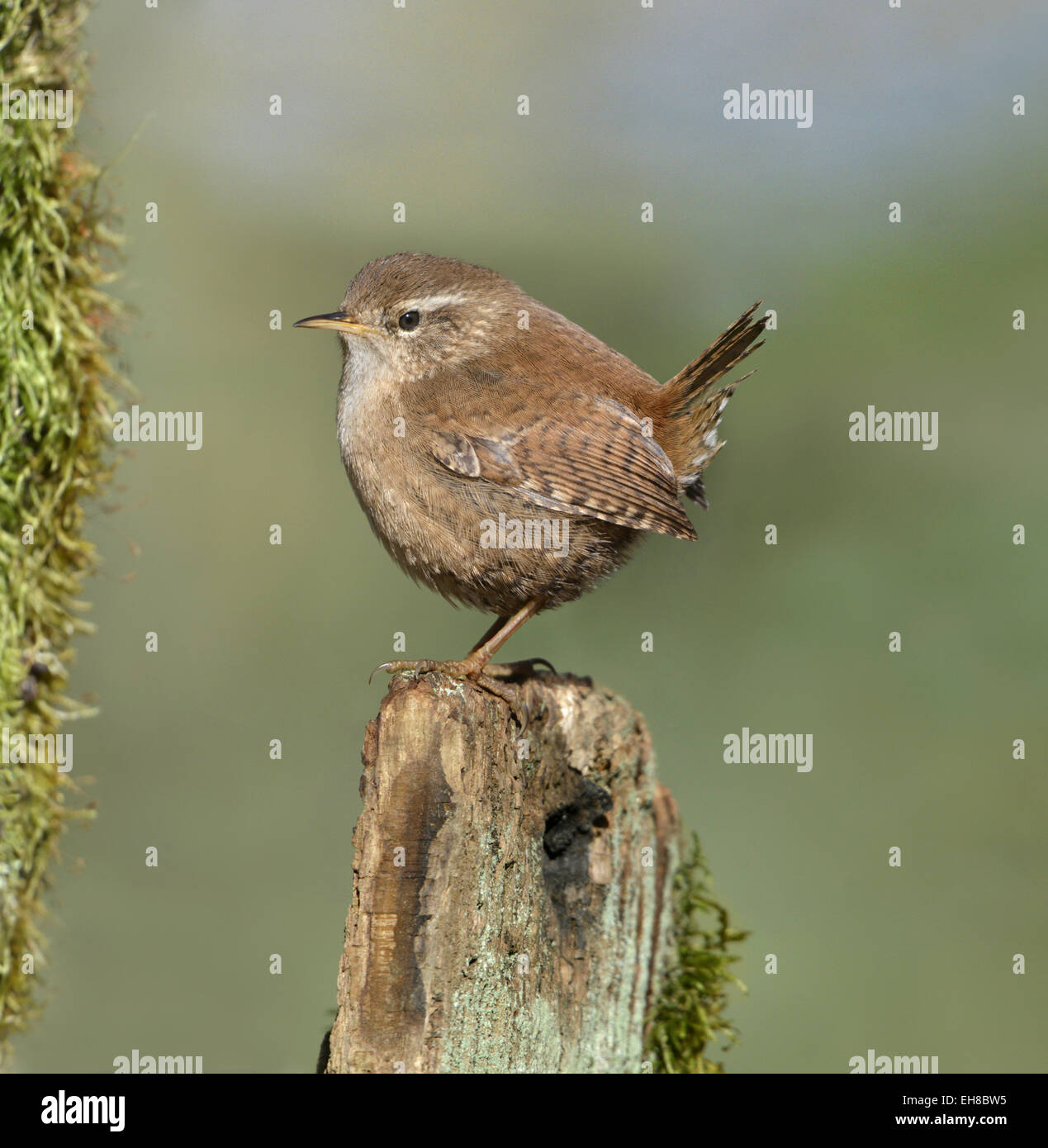 Wren - Troglodytes troglodytes. Stock Photo